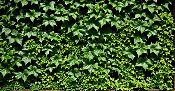 Lierre grimpant : comment l'utiliser pour décorer votre jardin